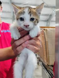 Shelter Stray Female Cat last seen W 9TH ST X MEDICAL CENTER DR, 333 Chandler Pl, San Bernardino, CA 92408, USA