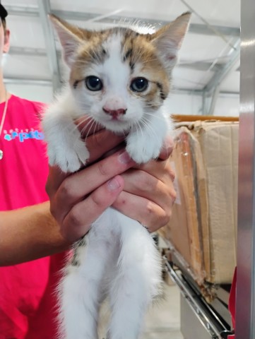 Shelter Stray Female Cat last seen W 9TH ST X MEDICAL CENTER DR, 333 Chandler Pl, San Bernardino, CA 92408, USA