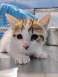 Shelter Stray Female Cat last seen W 9TH ST X MEDICAL CENTER DR, 333 Chandler Pl, San Bernardino, CA 92408, USA