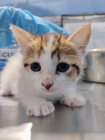 Shelter Stray Female Cat last seen W 9TH ST X MEDICAL CENTER DR, 333 Chandler Pl, San Bernardino, CA 92408, USA