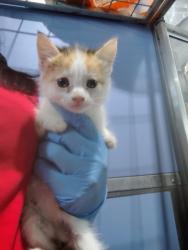 Shelter Stray Female Cat last seen W 9TH ST X MEDICAL CENTER DR, 333 Chandler Pl, San Bernardino, CA 92408, USA