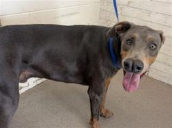 Shelter Stray Male Dog last seen Near BLOCK W 21ST, 333 Chandler Pl, San Bernardino, CA 92408, USA