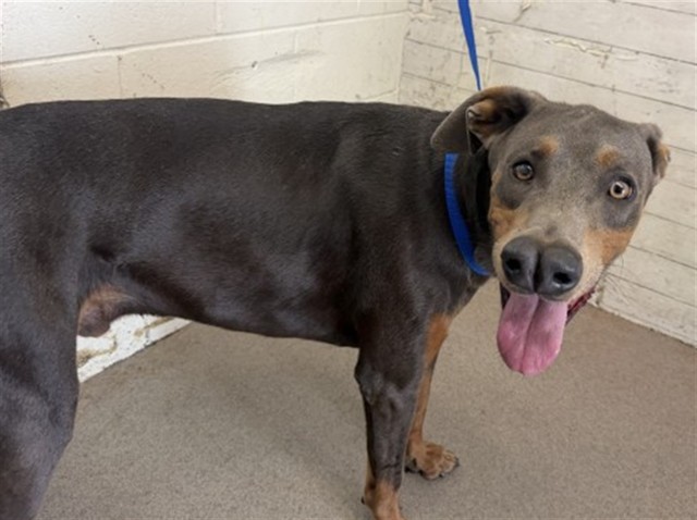 Shelter Stray Male Dog last seen Near BLOCK W 21ST, 333 Chandler Pl, San Bernardino, CA 92408, USA