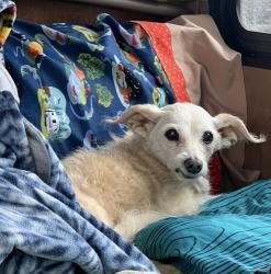Lost Male Dog last seen F street, Oxnard, CA 93030