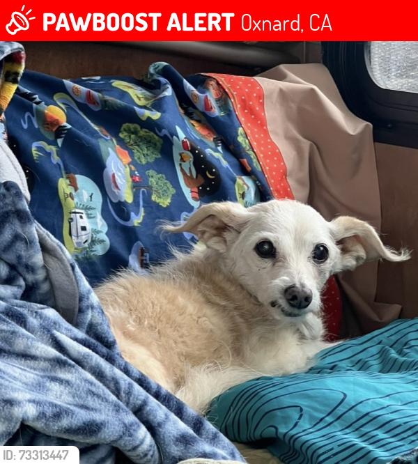 Lost Male Dog last seen F street, Oxnard, CA 93030