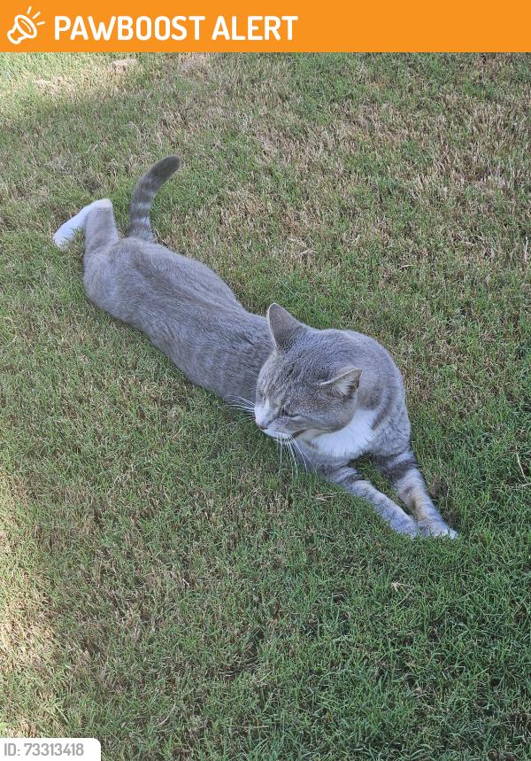 Found/Stray Male Cat last seen Red hill church road, Baileys Crossroads Rd, NC 27521