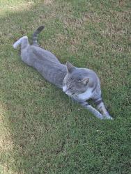 Found/Stray Male Cat last seen Red hill church road, Baileys Crossroads Rd, NC 27521