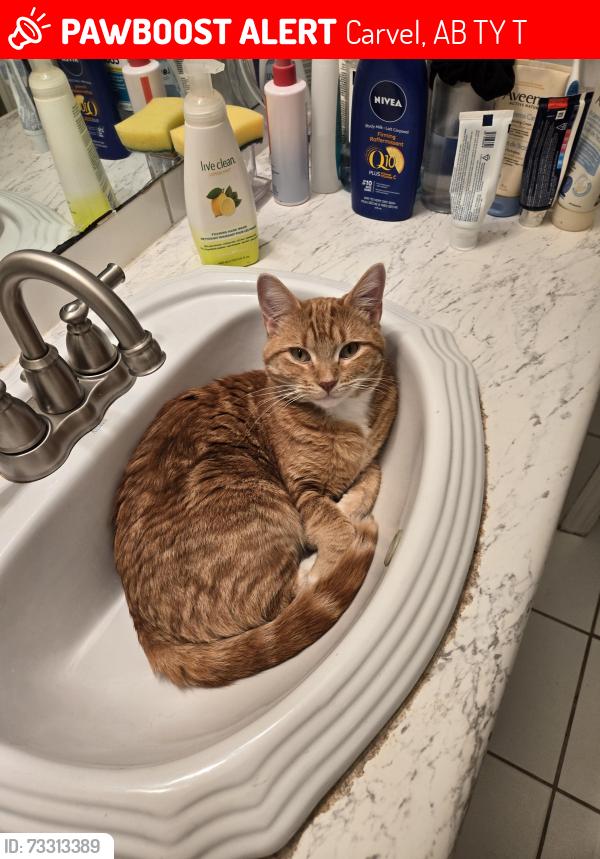 Lost Male Cat last seen Clearwater ests, Carvel, AB T7Y 2T2