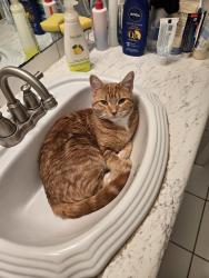 Lost Male Cat last seen Clearwater ests, Carvel, AB T7Y 2T2