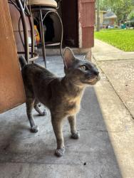 Lost Female Cat last seen Cinnamon Ln and Wilcrest Dr, Houston, TX 77072