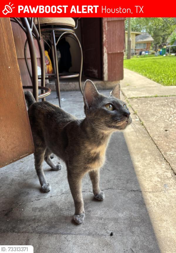 Lost Female Cat last seen Cinnamon Ln and Wilcrest Dr, Houston, TX 77072
