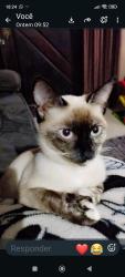 Lost Female Cat last seen Rua Gustavo kabtheski 654, Rio Verde, PR 83405-050