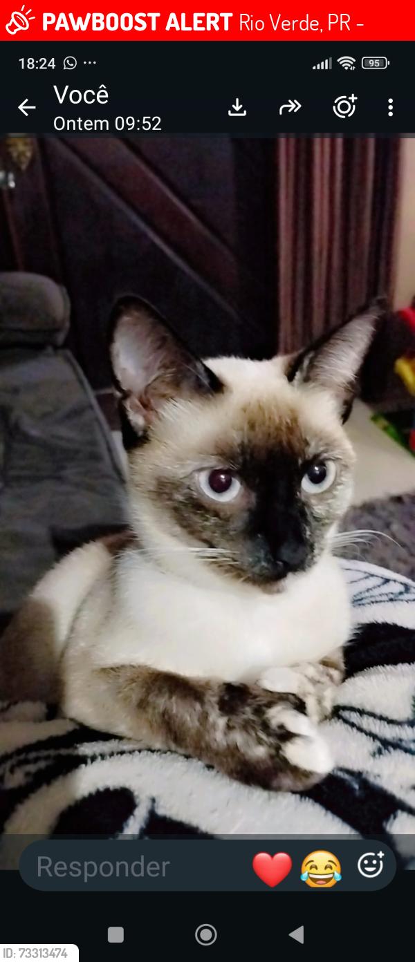 Lost Female Cat last seen Rua Gustavo kabtheski 654, Rio Verde, PR 83405-050