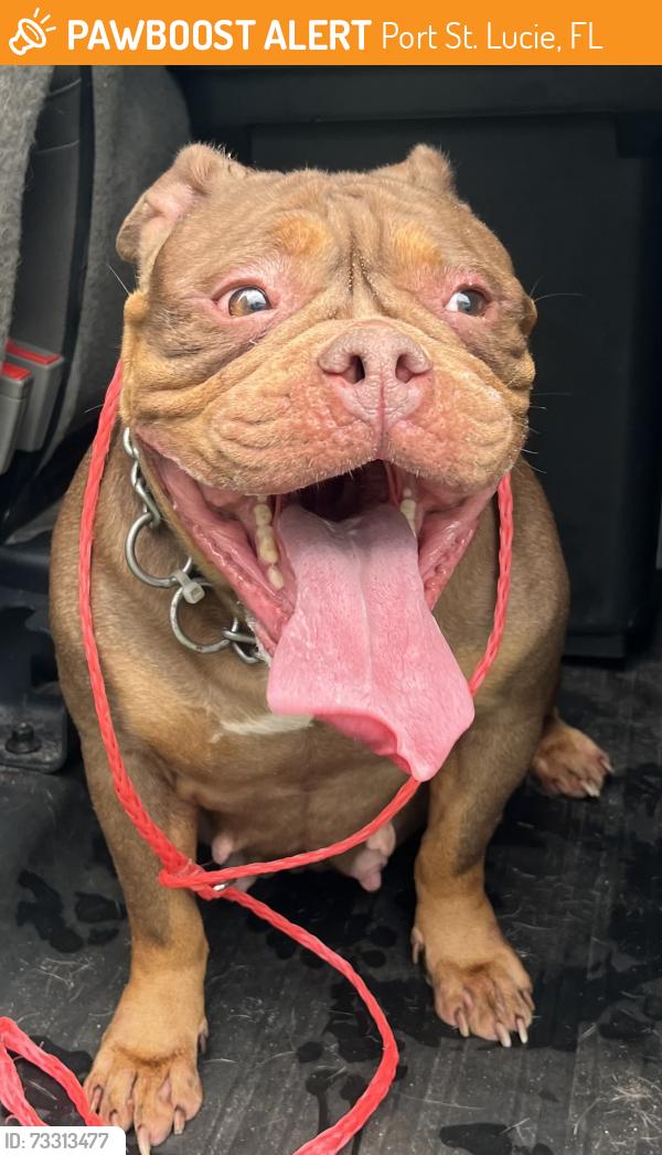 Found/Stray Female Dog last seen port st. lucie, Port St. Lucie, FL 34986