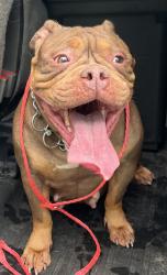 Found/Stray Female Dog last seen port st. lucie, Port St. Lucie, FL 34986