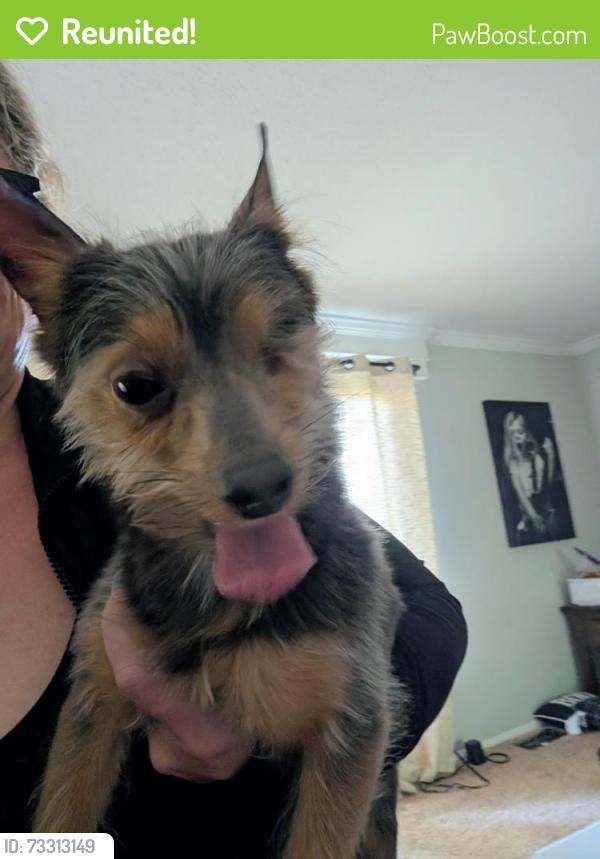 Reunited Male Dog last seen Shulte and Village, Creve Coeur Township, MO 63146