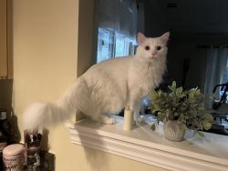 Reunited Male Cat last seen Blackwood Drive, El Camino Corto, San Miguel Drive, Walnut Creek, CA 94596