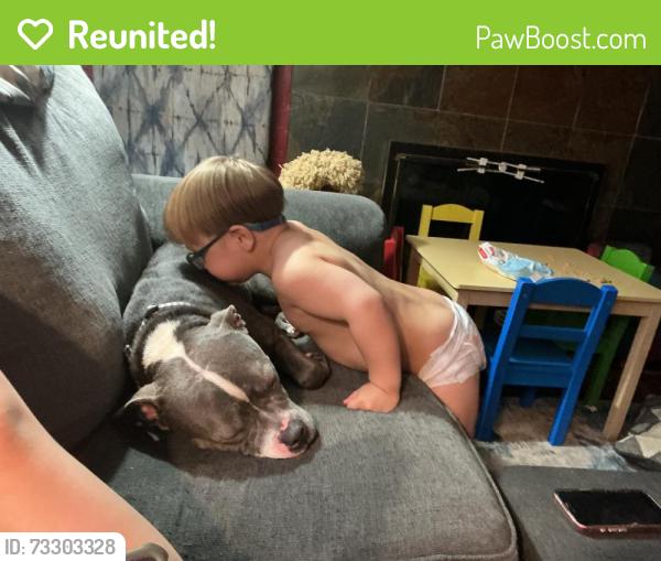 Reunited Male Dog last seen troy street & Leo street, Dayton, OH 45404