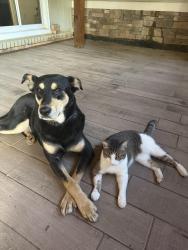 Lost Male Dog last seen Isabella Circle, Huntsville, AL 35811
