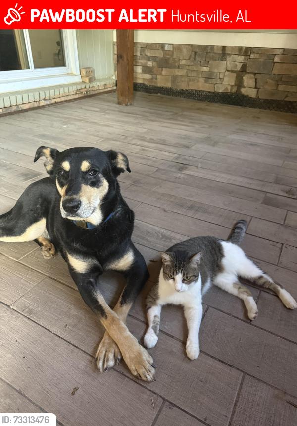 Lost Male Dog last seen Isabella Circle, Huntsville, AL 35811