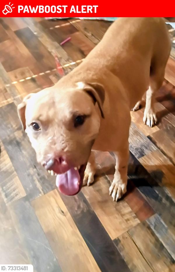 Lost Male Dog last seen Limestone road hwy 178/172, Orangeburg County, SC 29112
