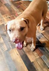 Lost Male Dog last seen Limestone road hwy 178/172, Orangeburg County, SC 29112