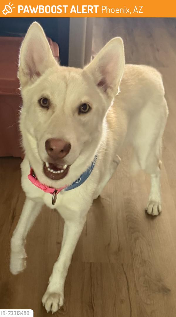 Found/Stray Female Dog last seen 35th Ave and McDowell, Phoenix, AZ 85009