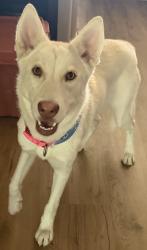Found/Stray Female Dog last seen 35th Ave and McDowell, Phoenix, AZ 85009