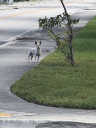 Found/Stray Male Dog last seen 27th ave, Pompano Beach, FL 33069