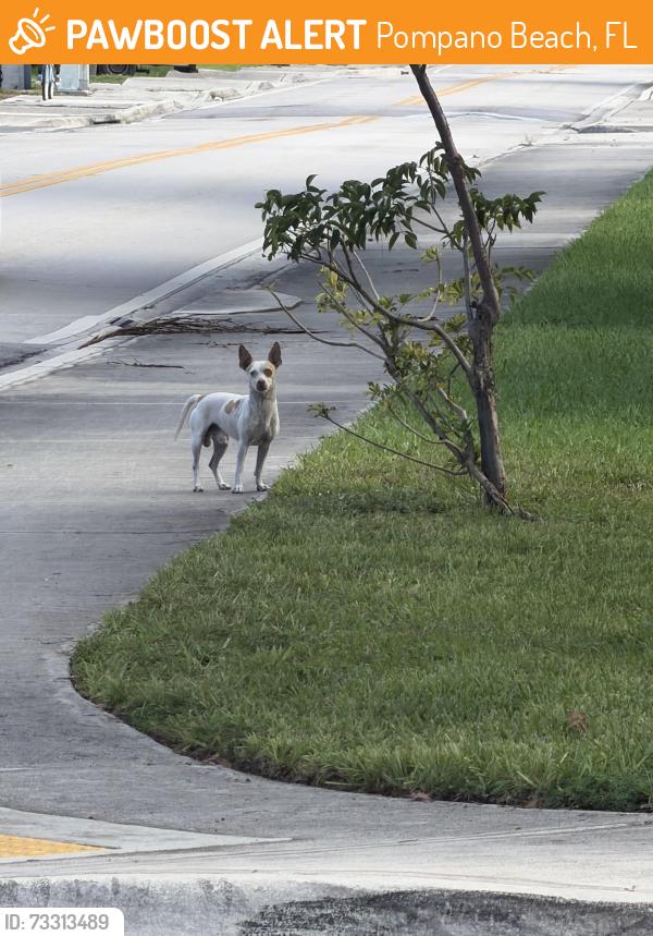 Found/Stray Male Dog last seen 27th ave, Pompano Beach, FL 33069
