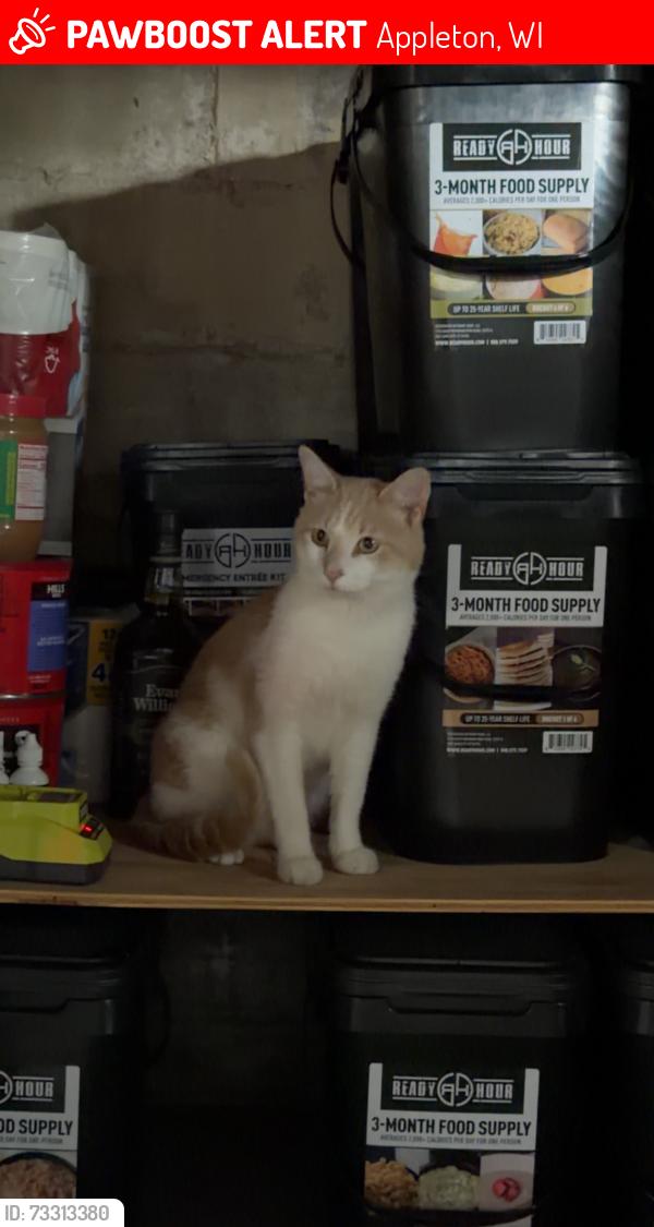 Lost Male Cat last seen The free market, Appleton, WI 54914