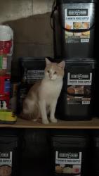 Lost Male Cat last seen The free market, Appleton, WI 54914