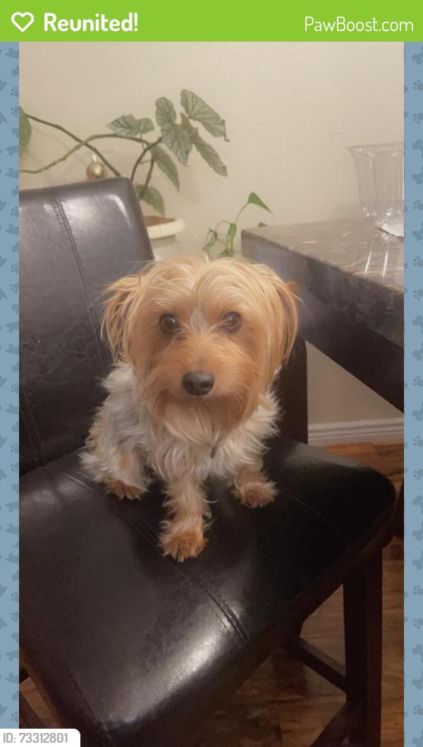 Reunited Male Dog last seen Perth st, Denver, CO 80249