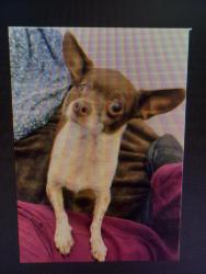 Lost Male Dog last seen San Miguel and San Joaquin, Newport Beach, CA 92625