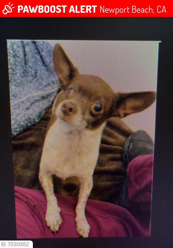 Lost Male Dog last seen San Miguel and San Joaquin, Newport Beach, CA 92625