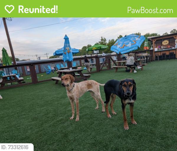 Reunited Female Dog last seen State Park Road and Little Texas, Travelers Rest, SC 29690