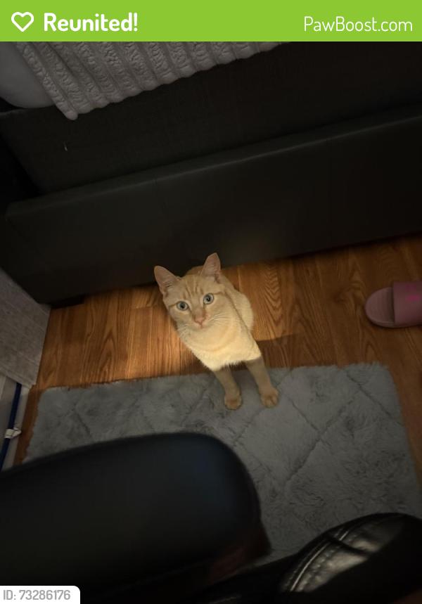 Reunited Female Cat last seen Anywhere near Hemphill Road, Stockbridge, GA 30281