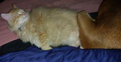 Reunited Female Cat last seen Apricot and Blueberry, Rio Rancho, NM 87144