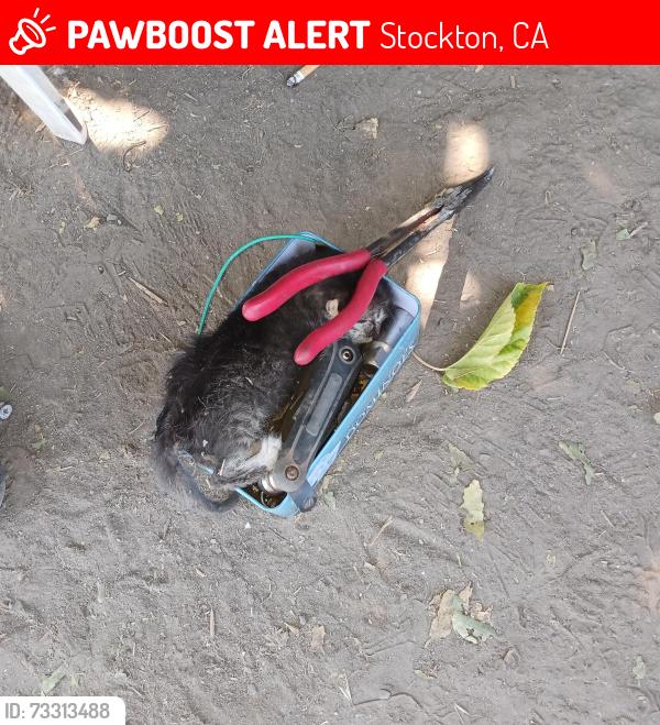 Lost Female Dog last seen Alpine Wilson way stockton, Stockton, CA 95205