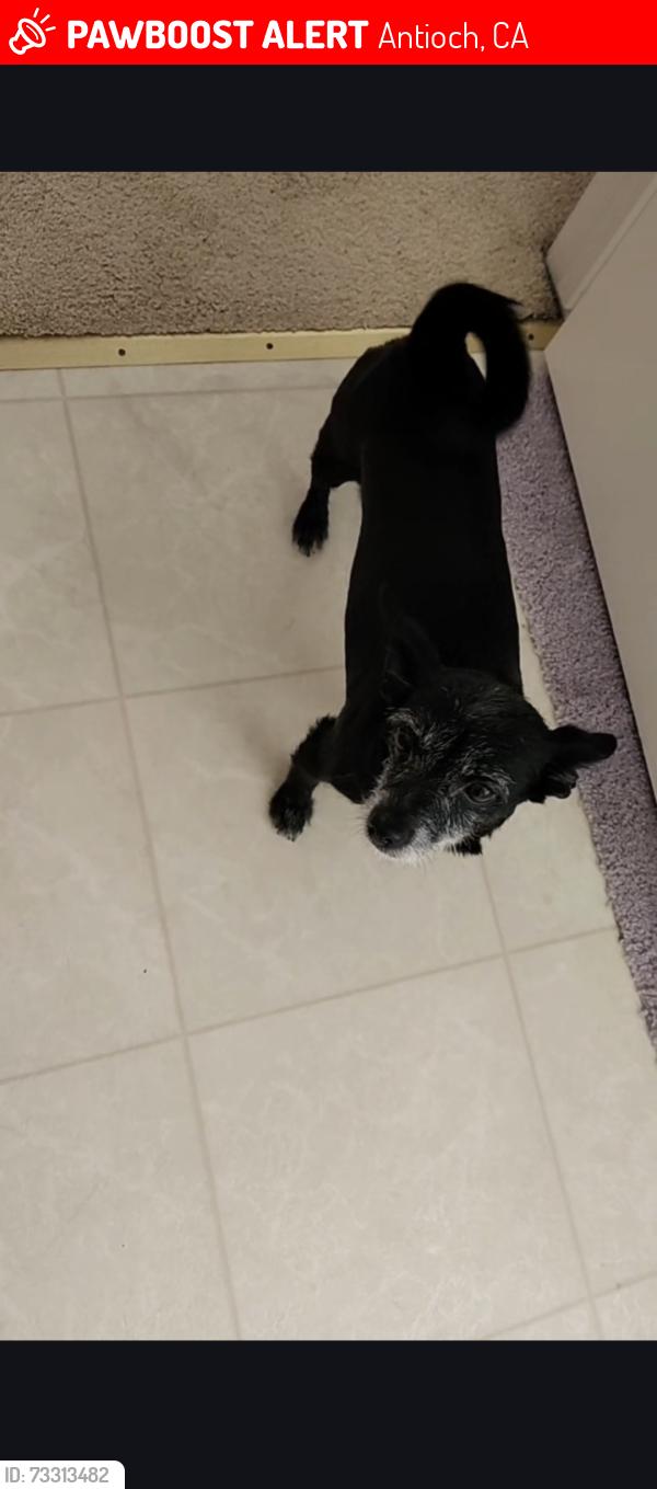 Lost Female Dog last seen Antioch, Antioch, CA 94509