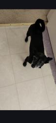 Lost Female Dog last seen Antioch, Antioch, CA 94509
