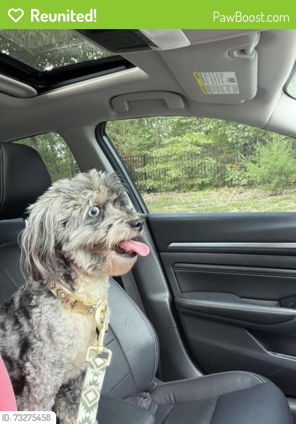 Reunited Female Dog last seen Saluda Street / Target Parking Lot / Holly Hill Dive / Shannon Wood Dr, Spartanburg, SC 29301