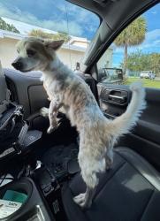 Reunited Male Dog last seen Port St. Lucie, Port St. Lucie, FL 34986