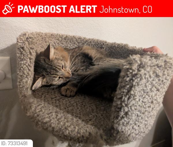 Lost Female Cat last seen Gypsum ln Johnstown, Johnstown, CO 80534