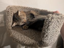 Lost Female Cat last seen Gypsum ln Johnstown, Johnstown, CO 80534
