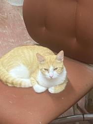 Lost Female Cat last seen Rainey rd, Temple, GA 30179