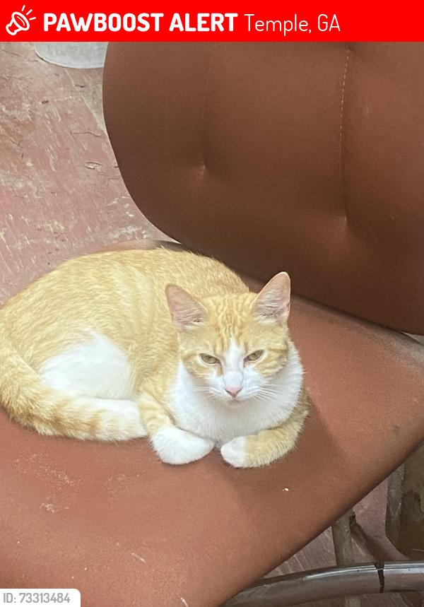 Lost Female Cat last seen Rainey rd, Temple, GA 30179