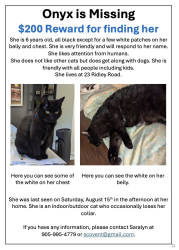 Lost Female Cat last seen Louth and St.Paul, Ridley College, St. Catharines, St. Catharines, ON 