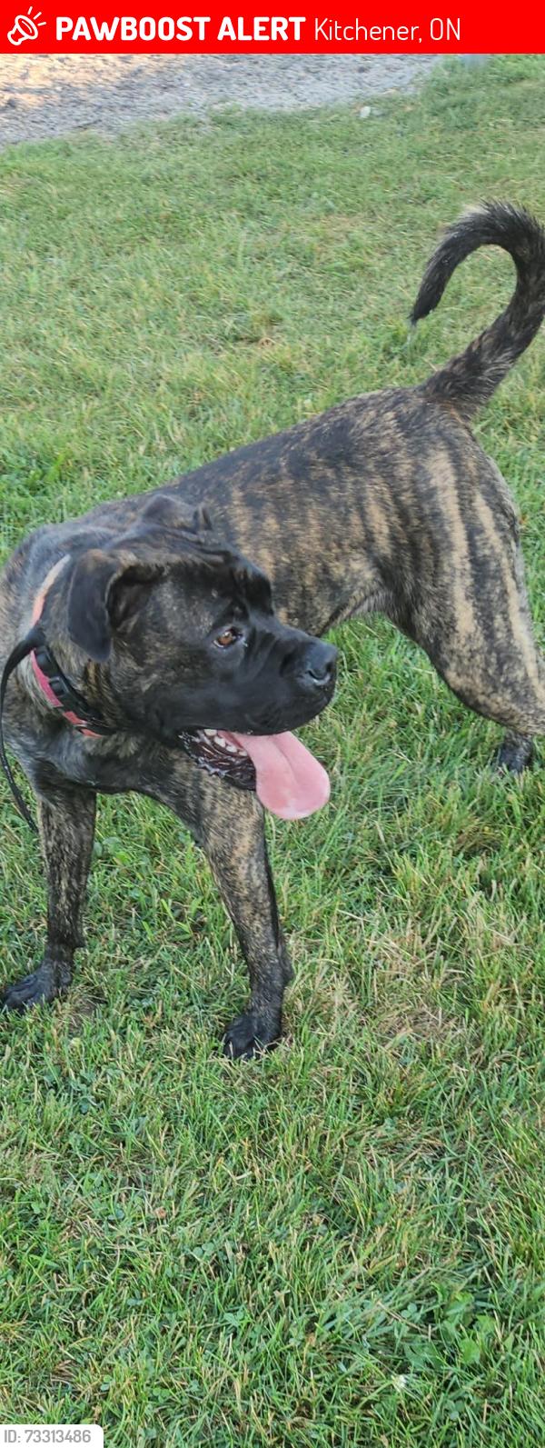 Lost Female Dog last seen Grand veiw north woods, Kitchener, ON 