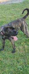 Lost Female Dog last seen Grand veiw north woods, Kitchener, ON 